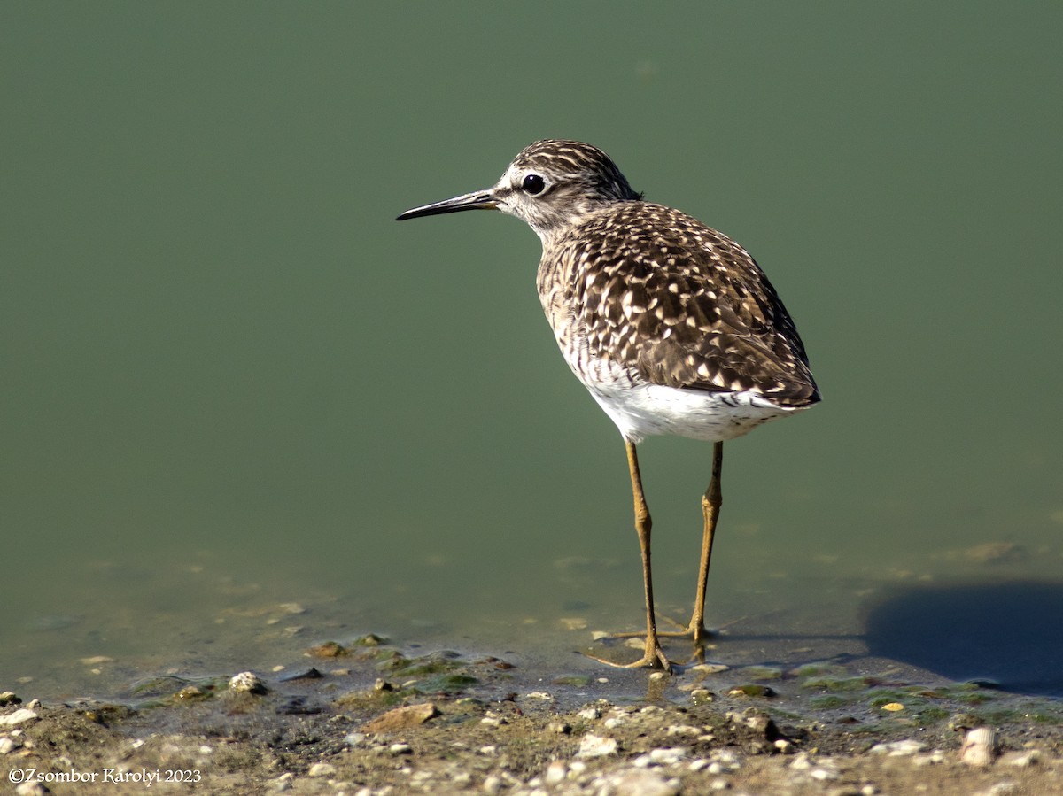 Wood Sandpiper - Zsombor Károlyi