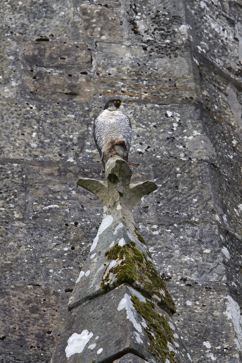 Peregrine Falcon - ML579637571