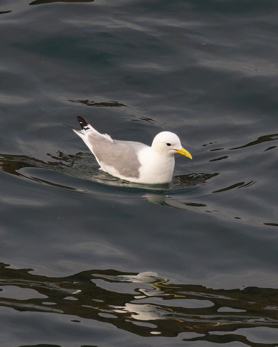 Black-legged Kittiwake - Vasura Jayaweera