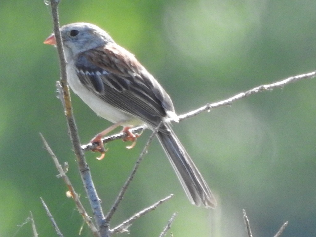 Field Sparrow - ML579637861