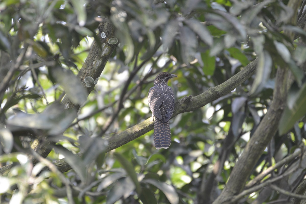 Asian Koel - ML579637981