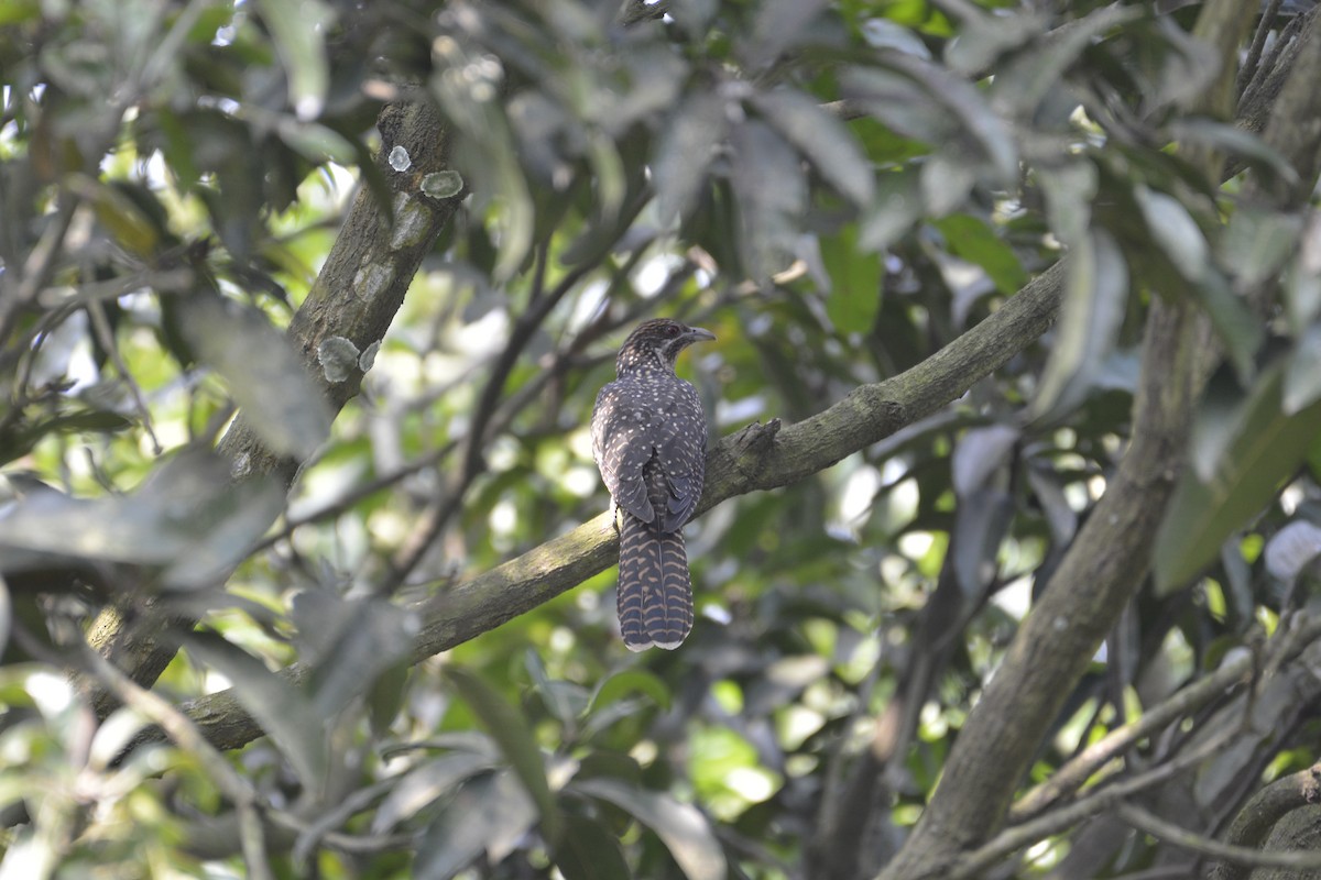 Asian Koel - ML579637991