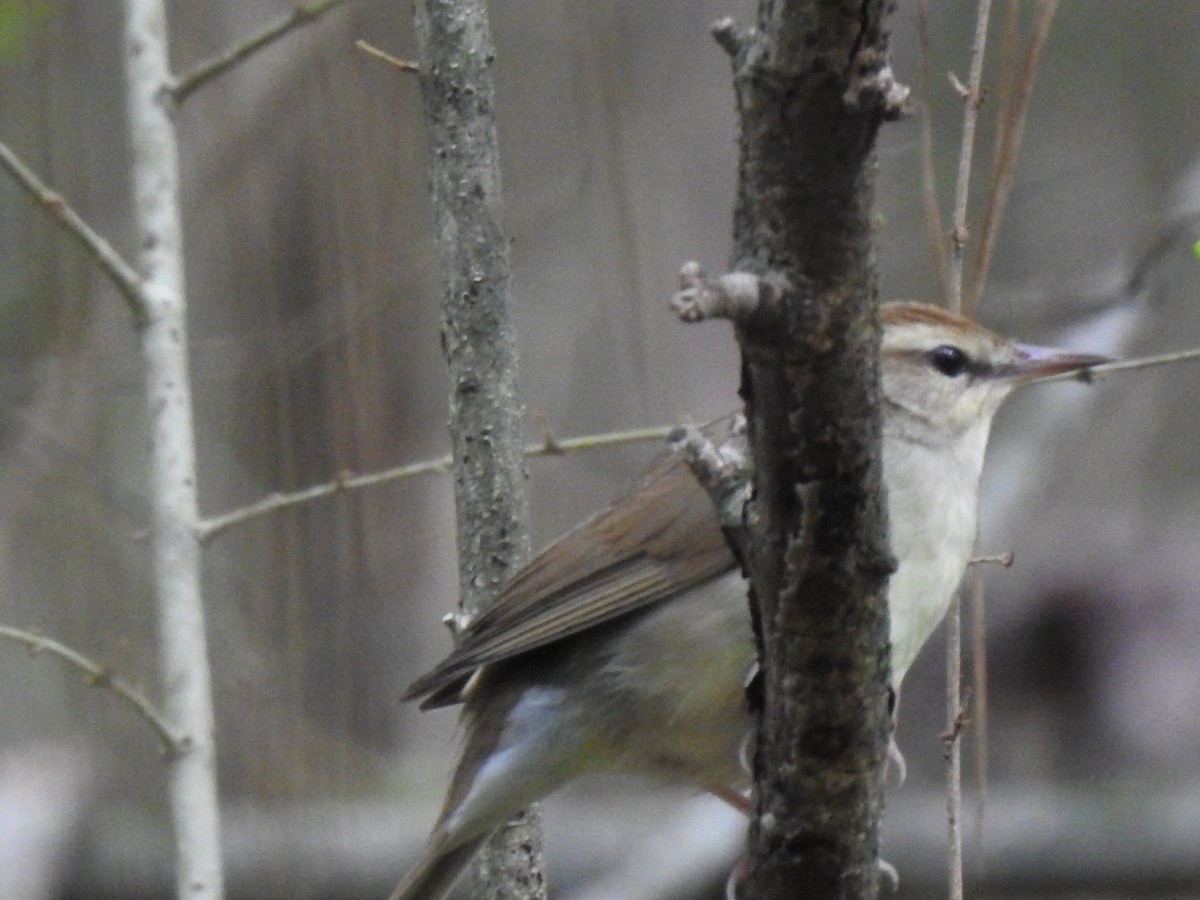 Swainson's Warbler - ML579638401