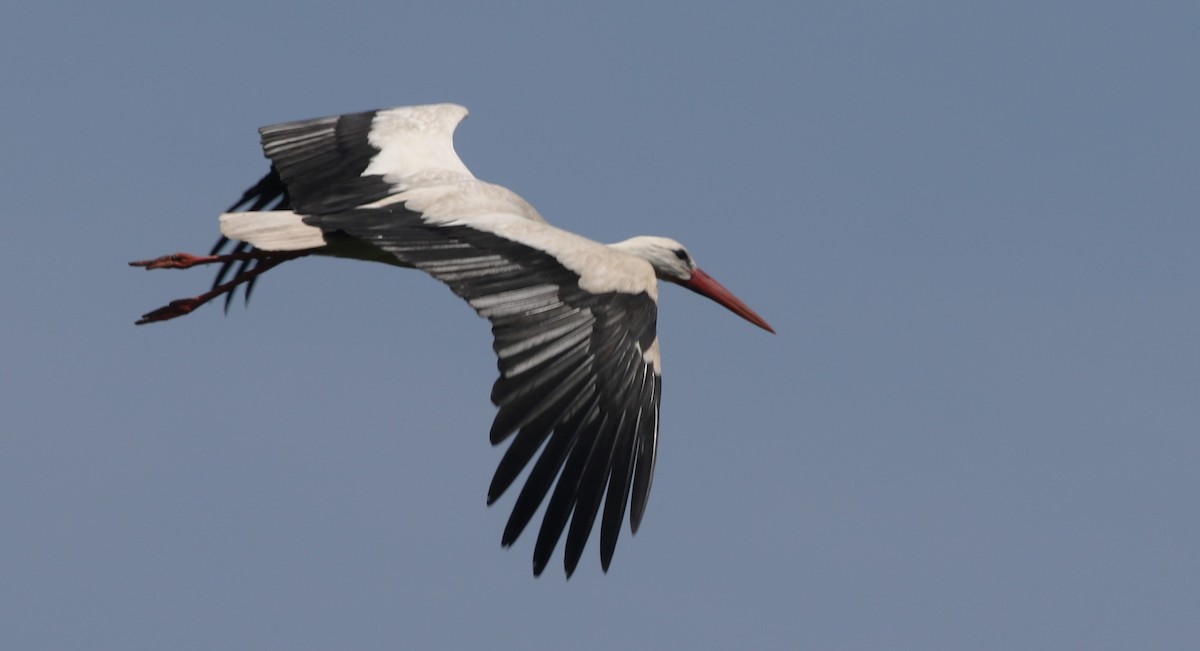 stork - ML579639051