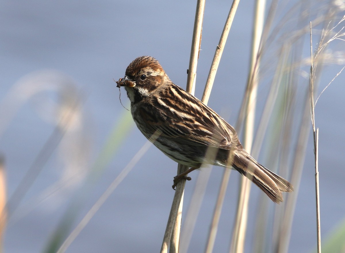 Reed Bunting - ML579639131