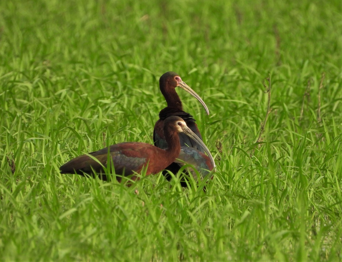 ibis americký - ML579639561