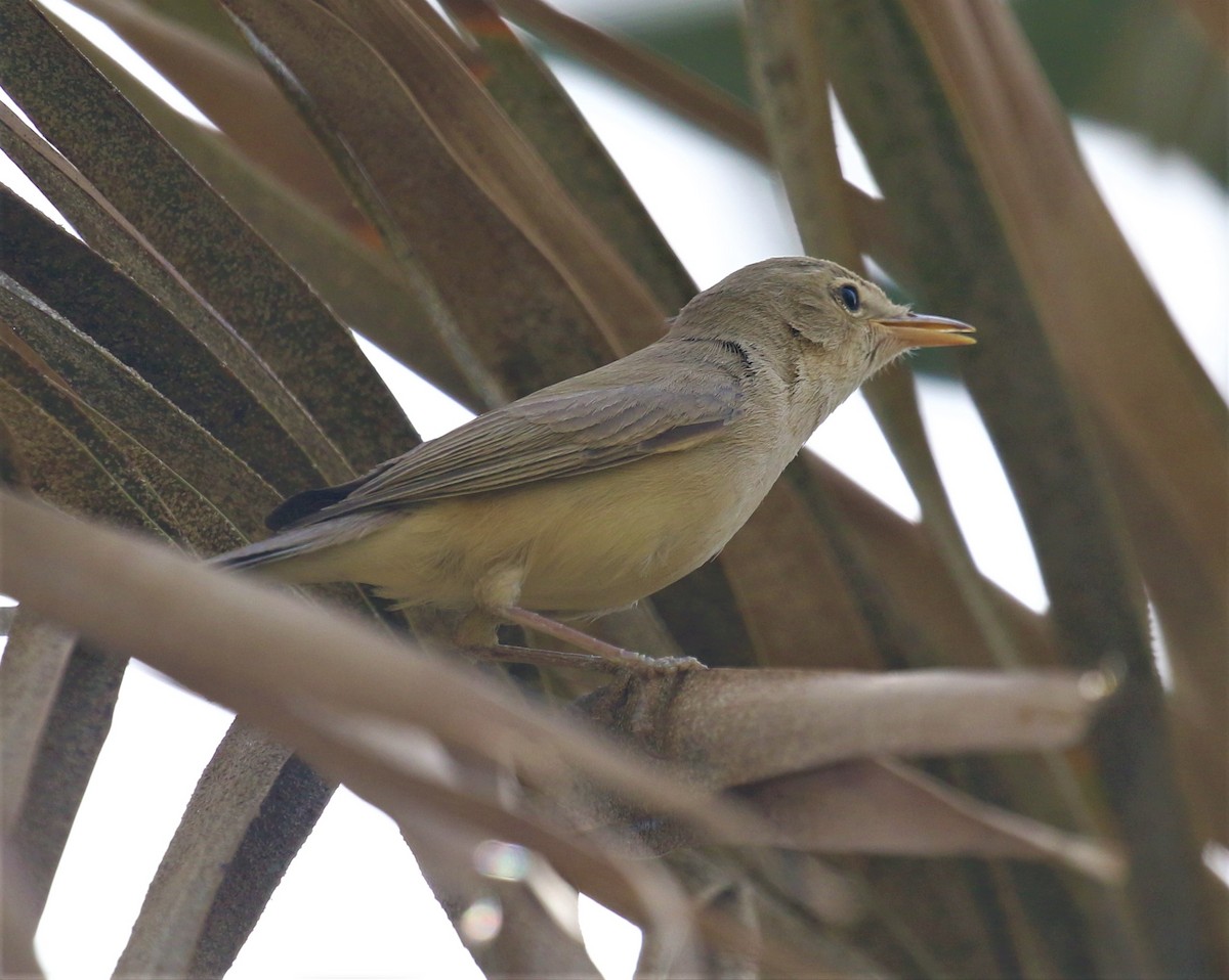 Melodious Warbler - ML579640691