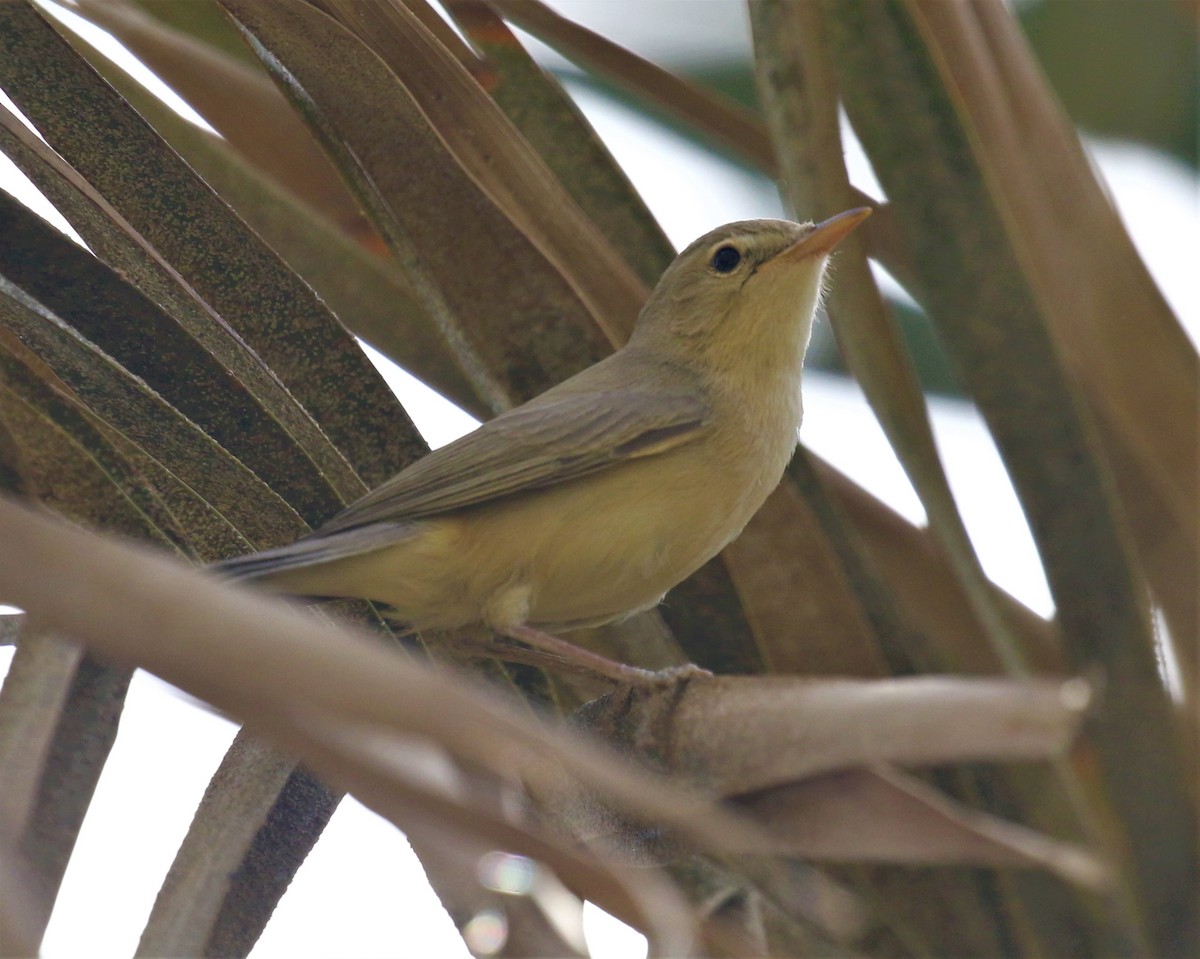 Melodious Warbler - ML579640701