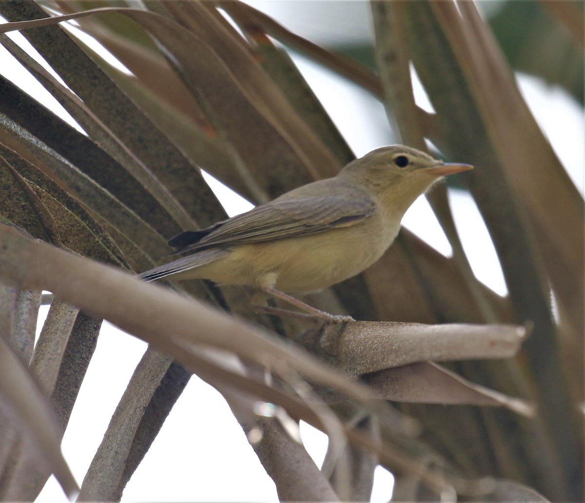 Melodious Warbler - ML579640711