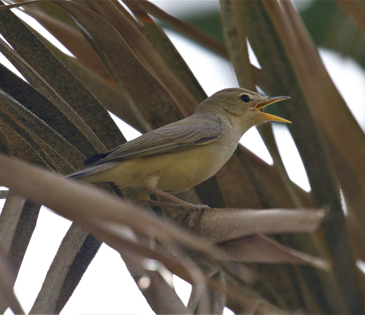 Melodious Warbler - ML579640721