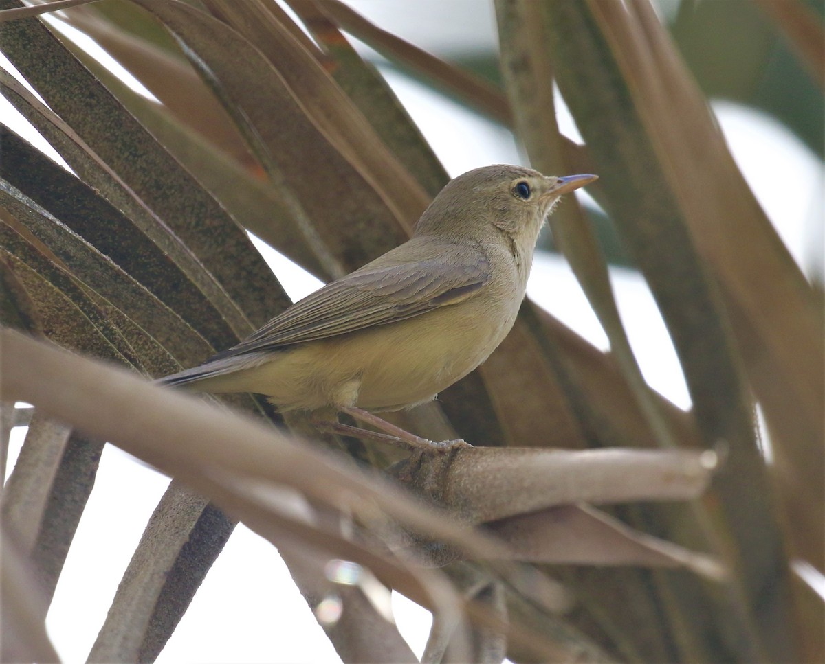 Melodious Warbler - ML579640731