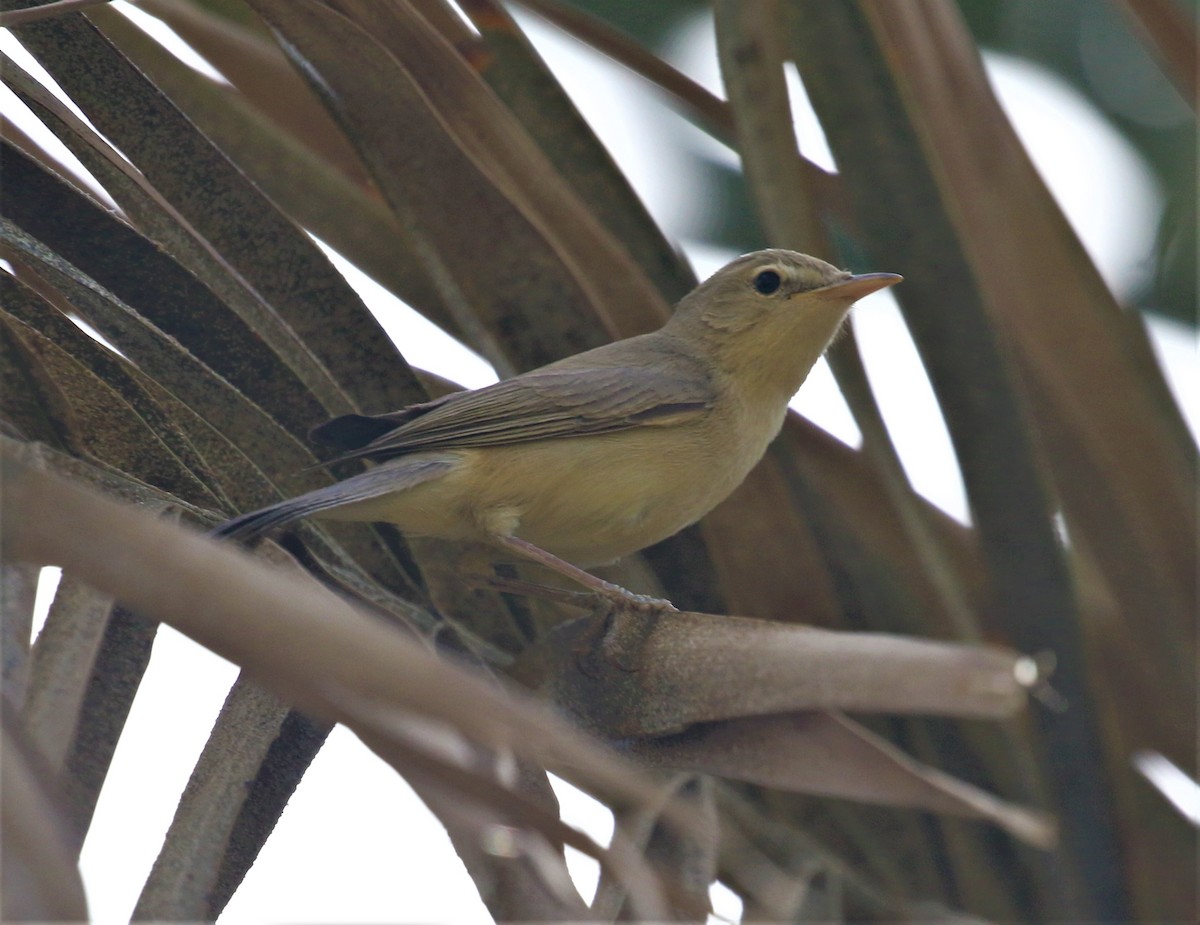 Melodious Warbler - ML579640741