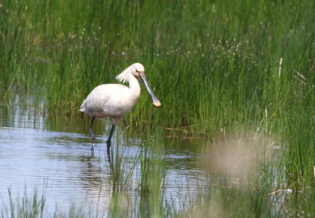 Eurasian Spoonbill - Jan Harm Wiers