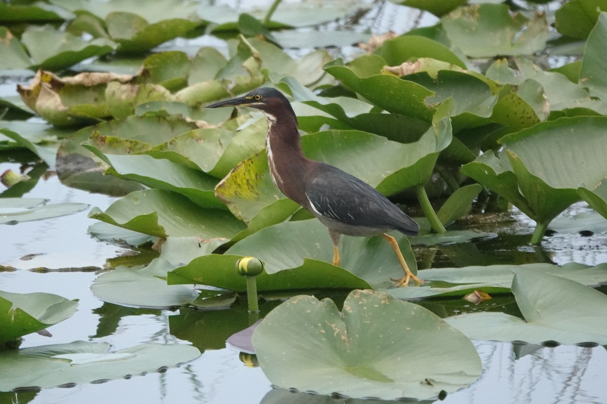 Green Heron - ML579641151