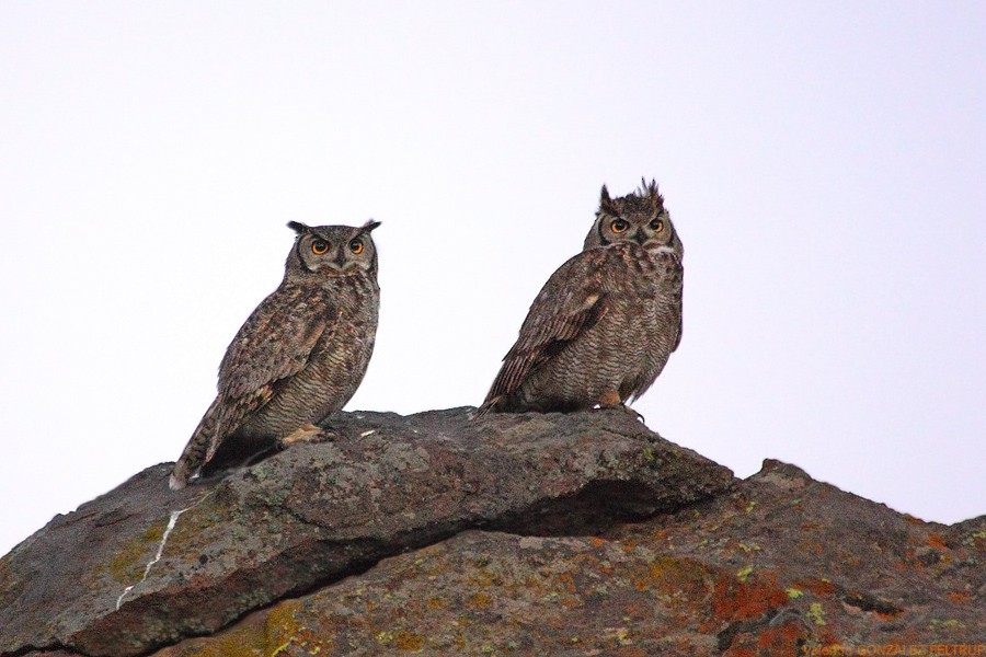 Lesser Horned Owl - ML579642901