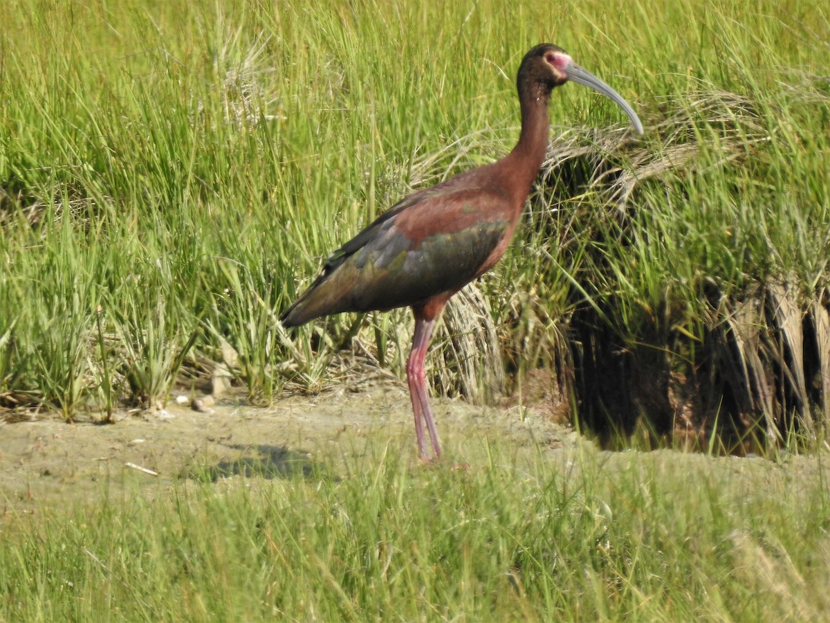 White-faced Ibis - Vincent Glasser