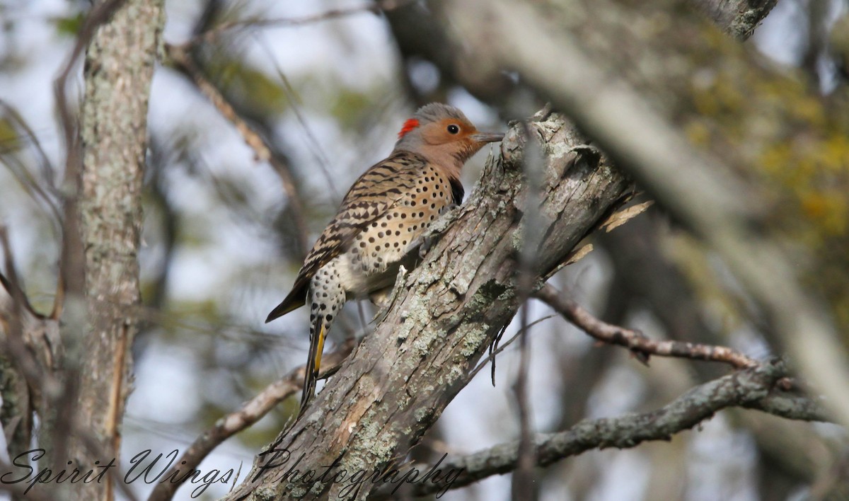 Northern Flicker (Yellow-shafted) - ML579643721