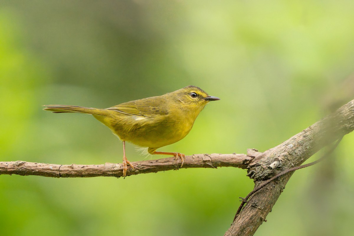 Two-banded Warbler - Jorge Claudio Schlemmer