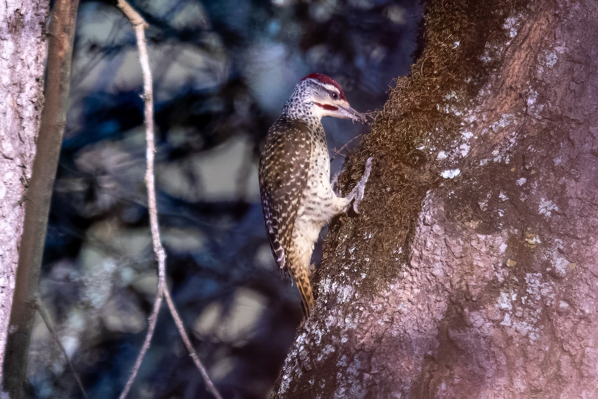 Nubian Woodpecker - ML579644621