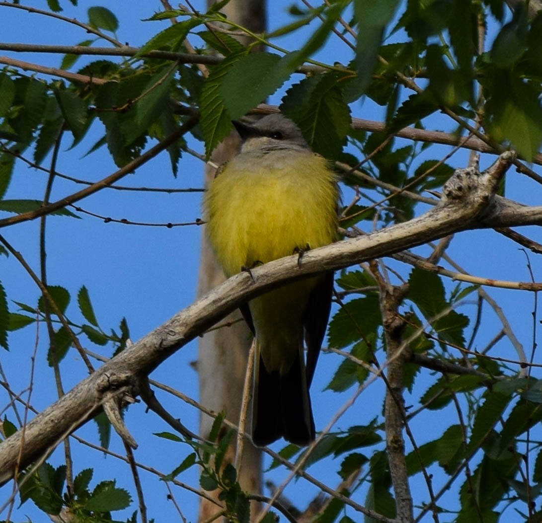 Western Kingbird - ML579645011