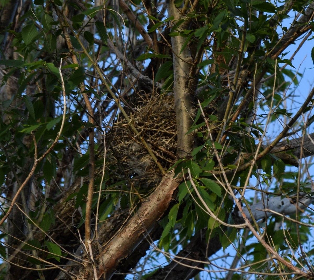 Western Kingbird - ML579645031