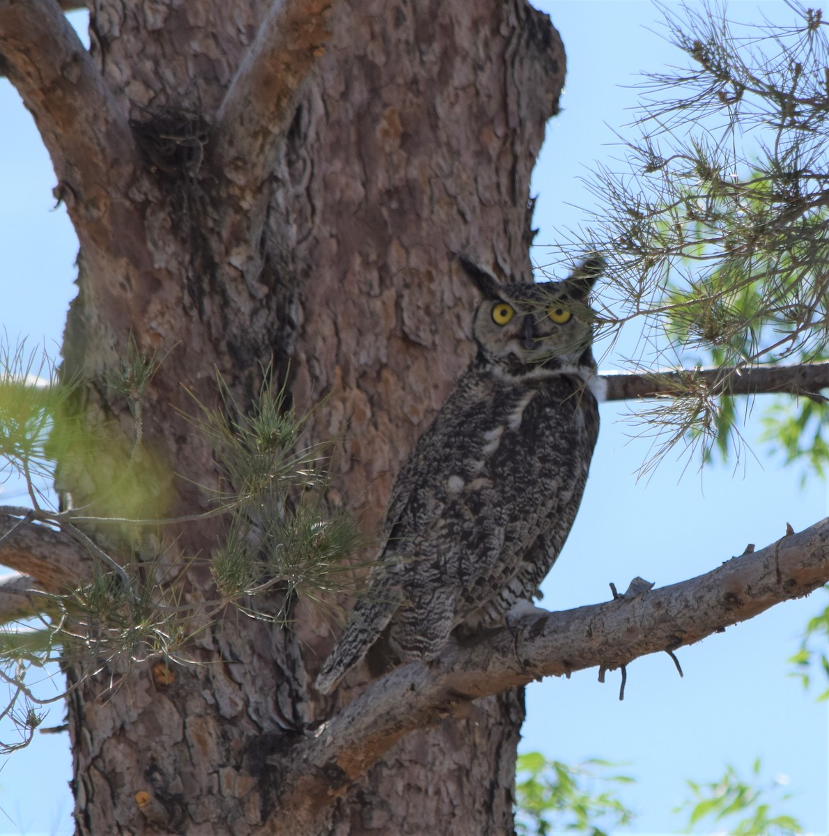 Great Horned Owl - ML579645091