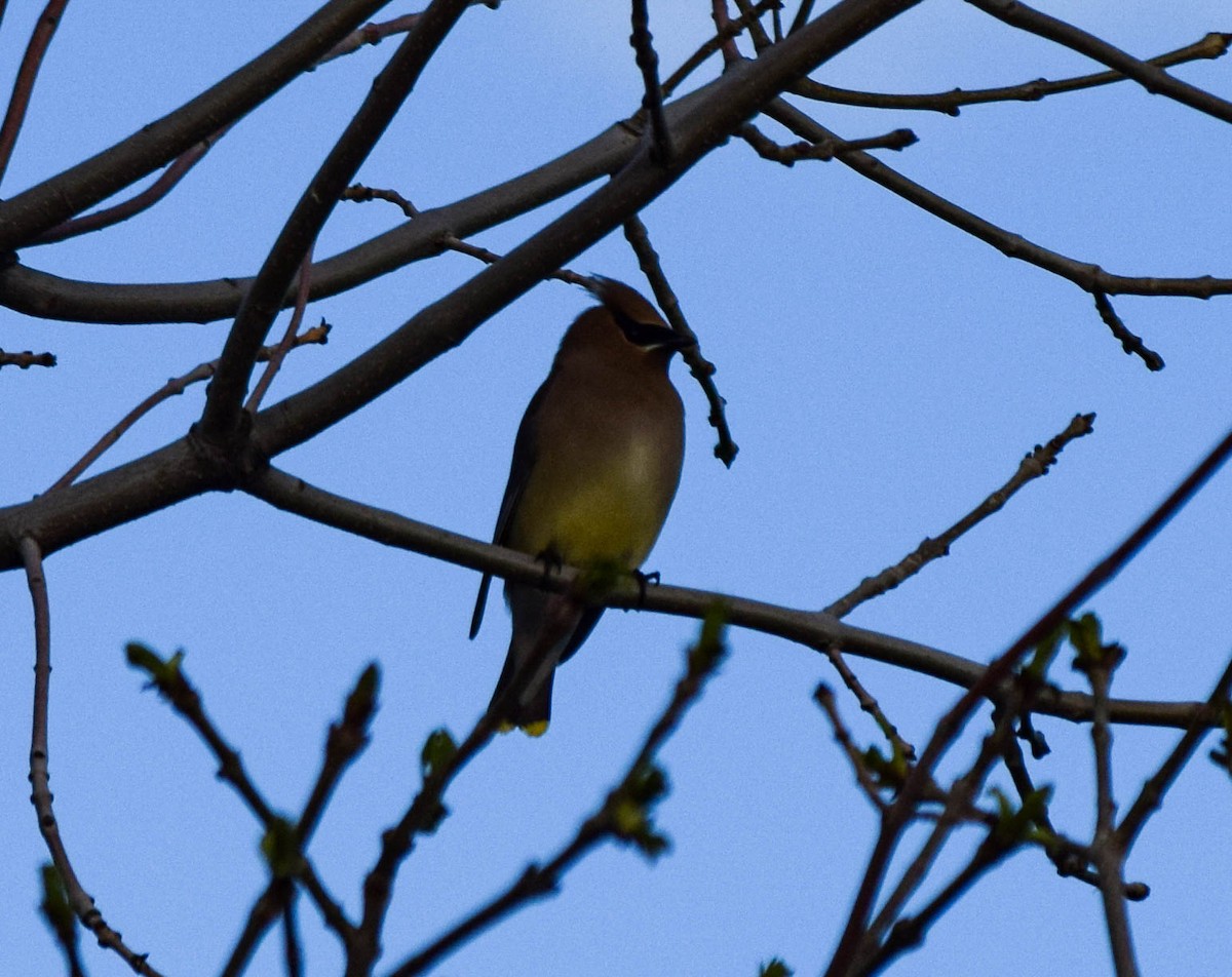 Cedar Waxwing - ML579645481