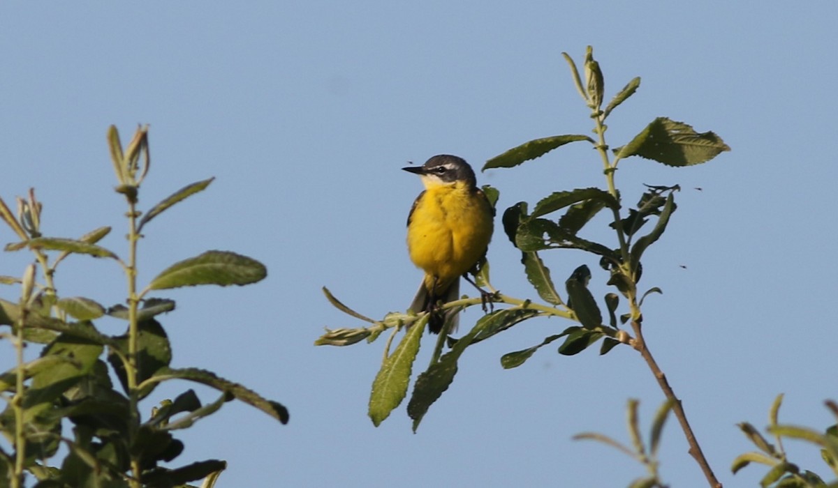 Western Yellow Wagtail - Jan Harm Wiers