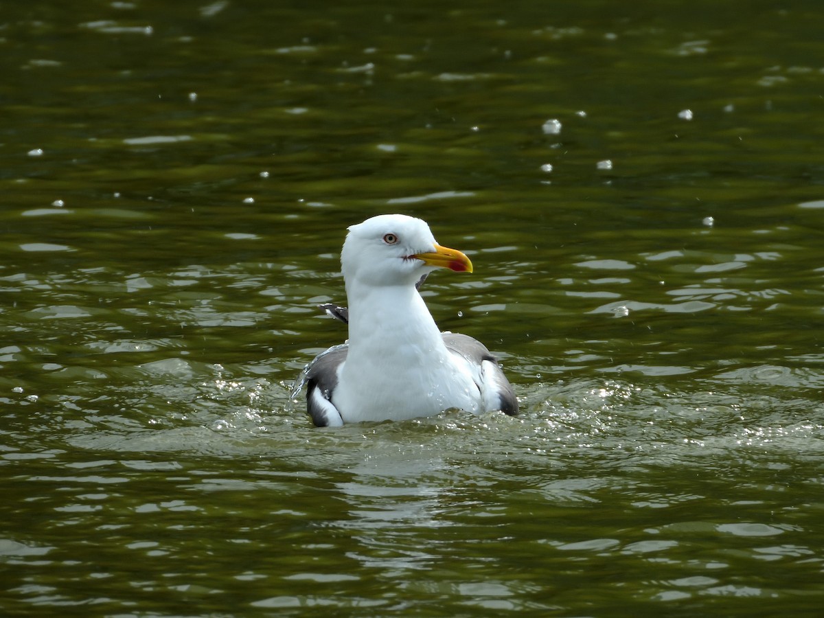 Herring Gull (European) - Dennis op 't Roodt
