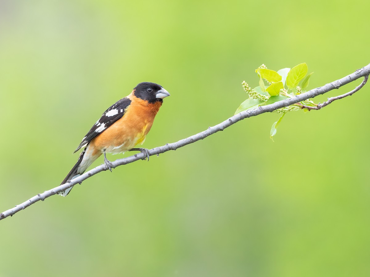 Black-headed Grosbeak - ML579646121