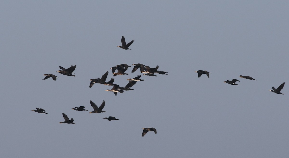 Great Cormorant - ML579646451