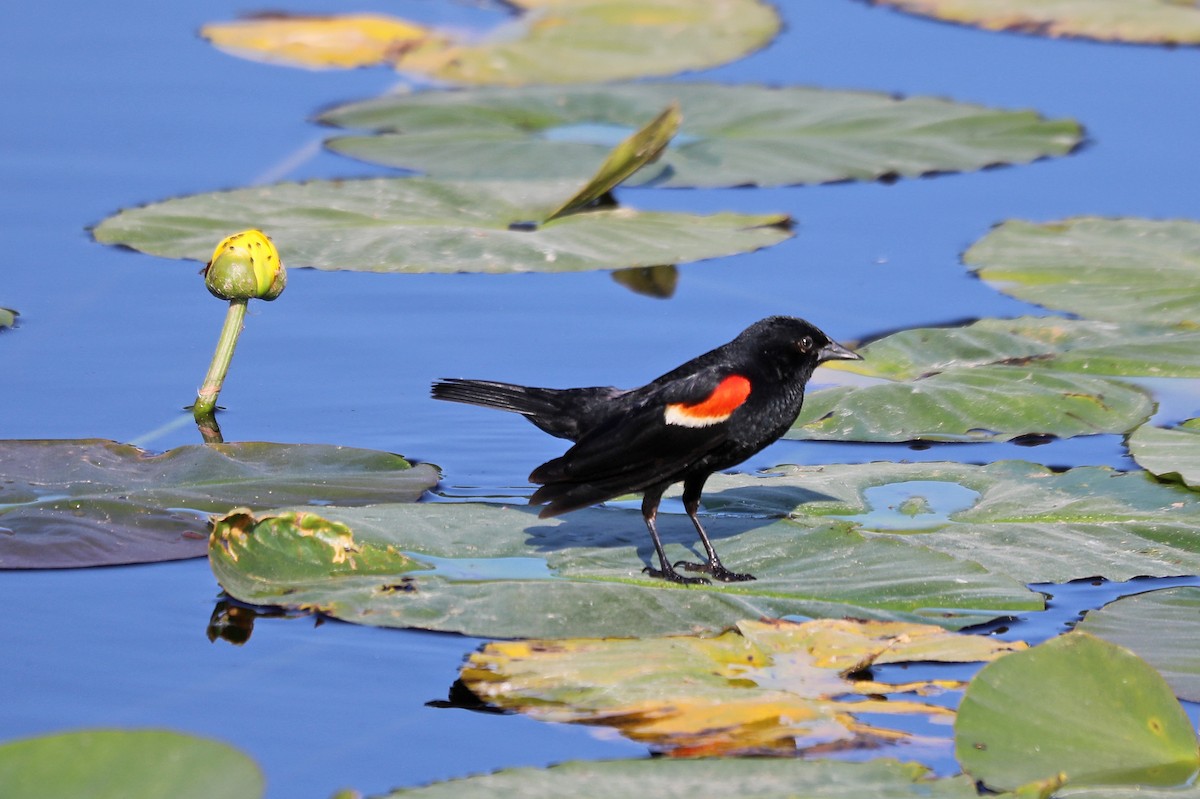 Red-winged Blackbird - Kevin Noble