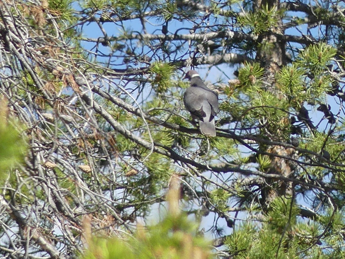 Band-tailed Pigeon - ML579647211