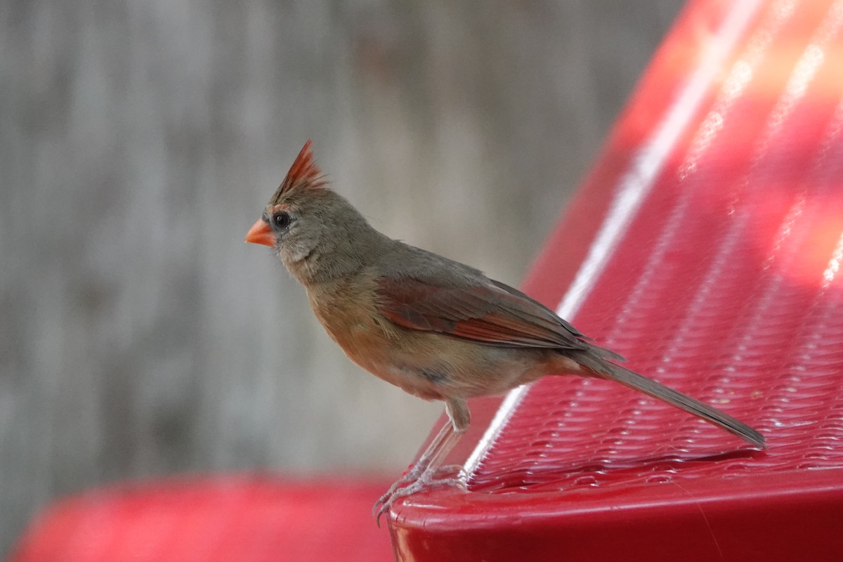 Northern Cardinal - ML579647551