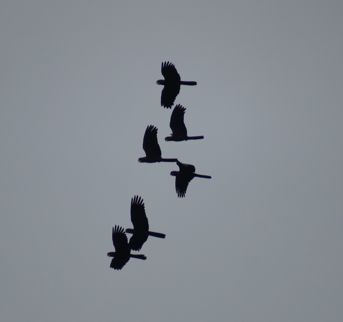 Red-tailed Black-Cockatoo - ML57964791