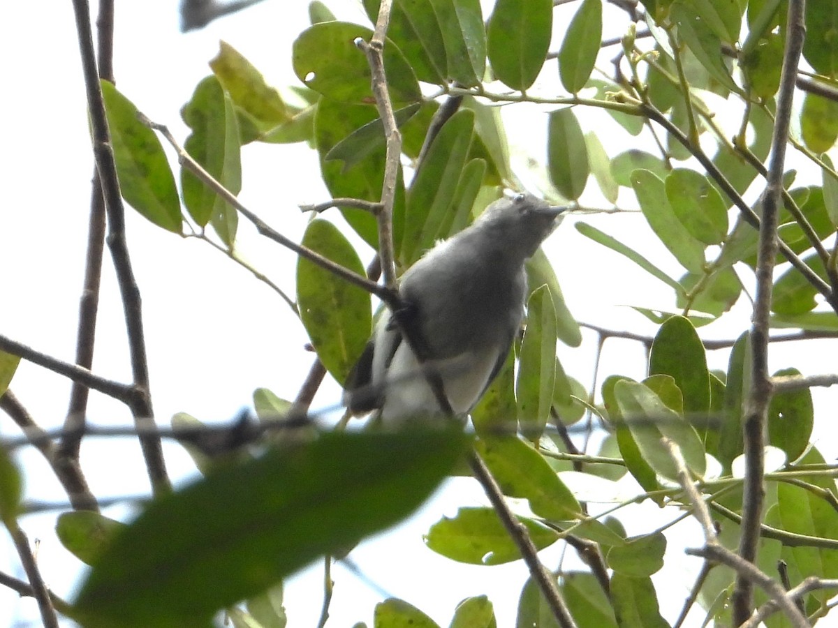 Klages's Gnatcatcher - ML579648291