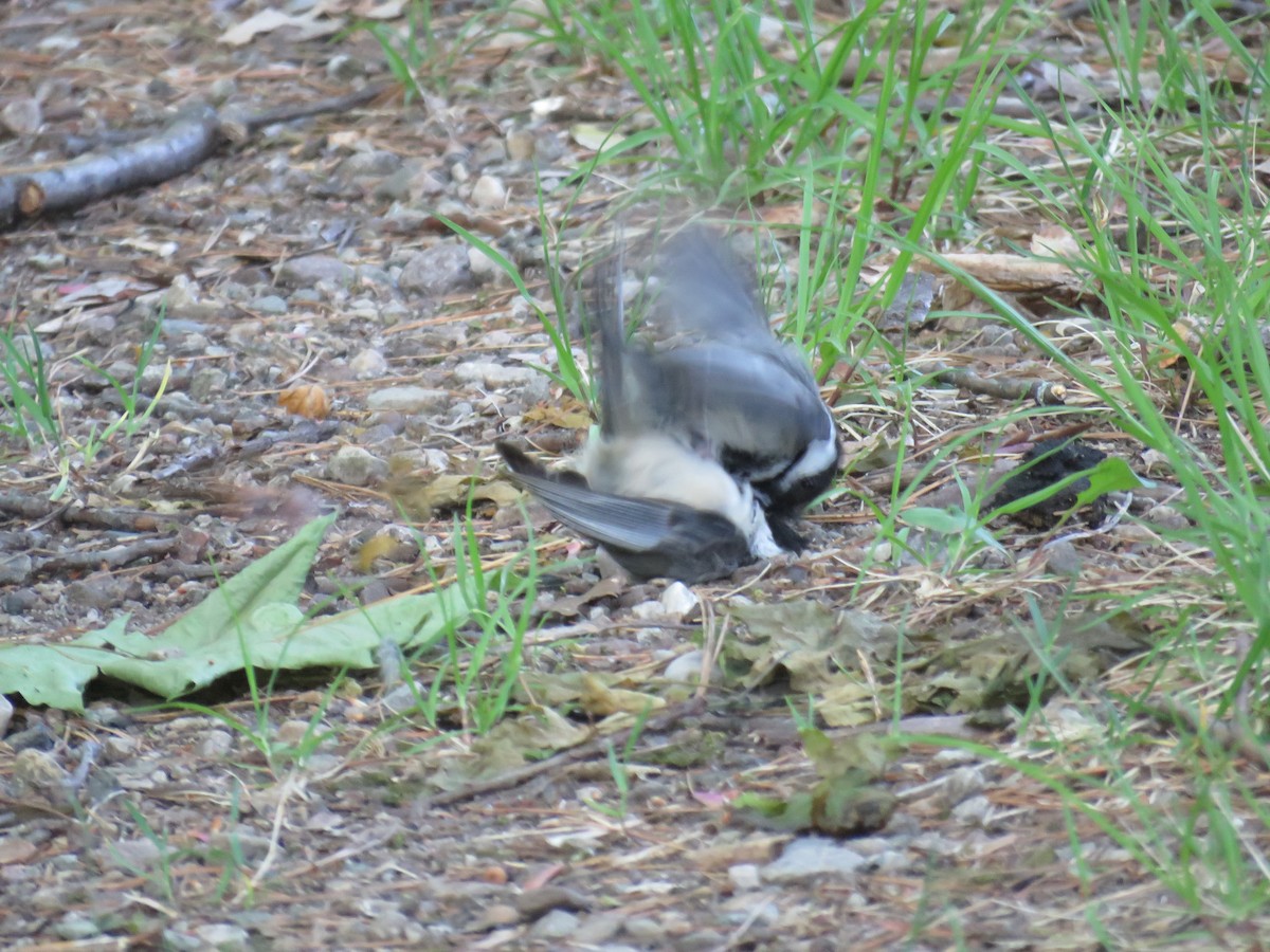 Black-capped Chickadee - ML579648331