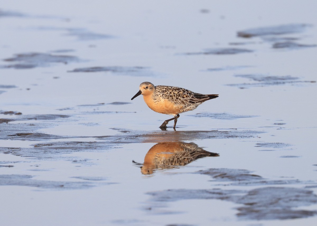 Red Knot - ML579649031