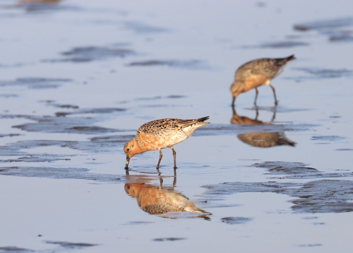 Red Knot - ML579649051