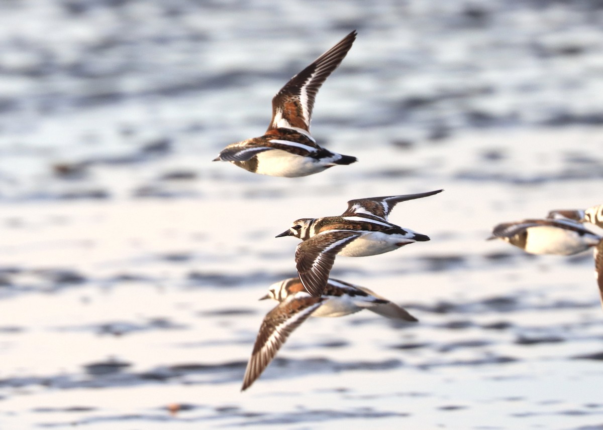 Ruddy Turnstone - ML579649161