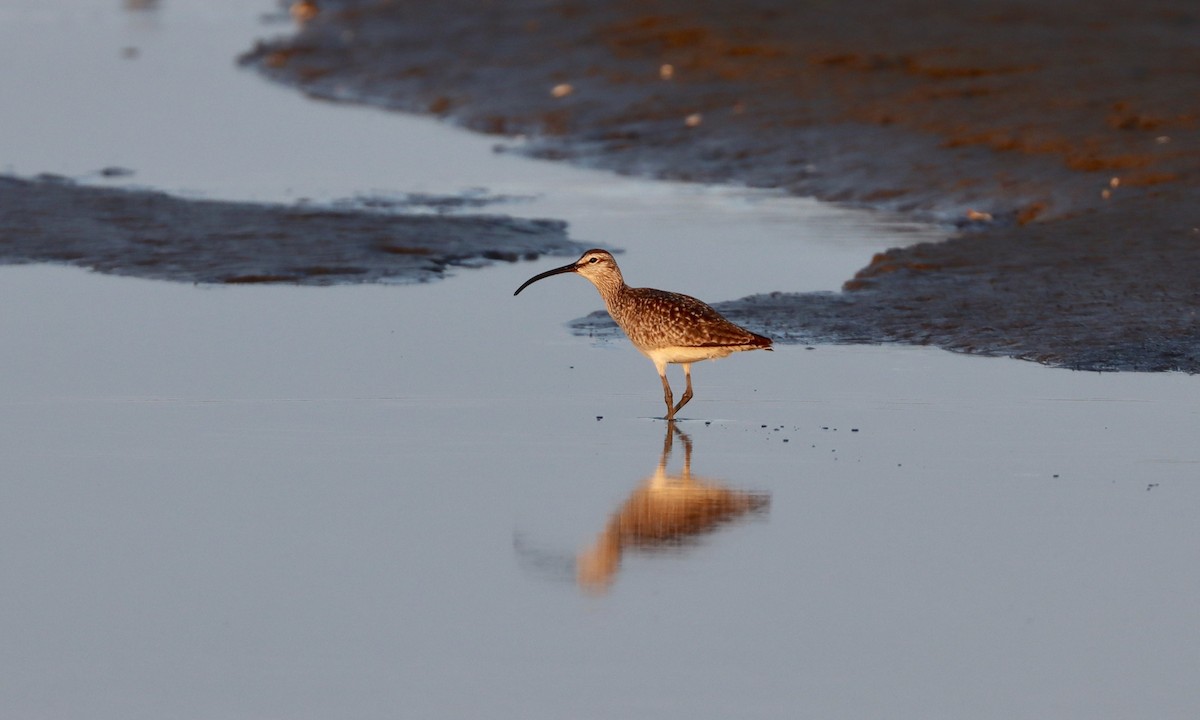 Whimbrel (Hudsonian) - ML579649231