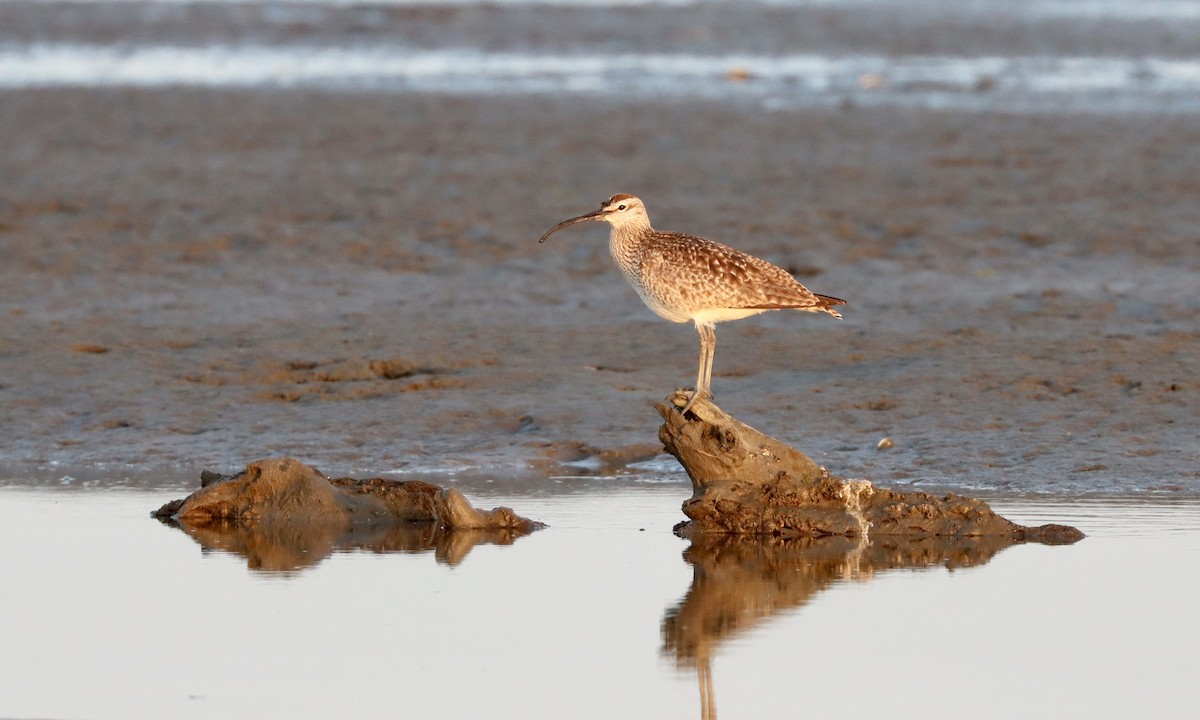 Whimbrel (Hudsonian) - ML579649241