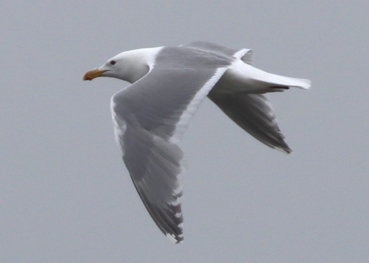 Gaviota Argéntea x de Bering (híbrido) - ML579650491