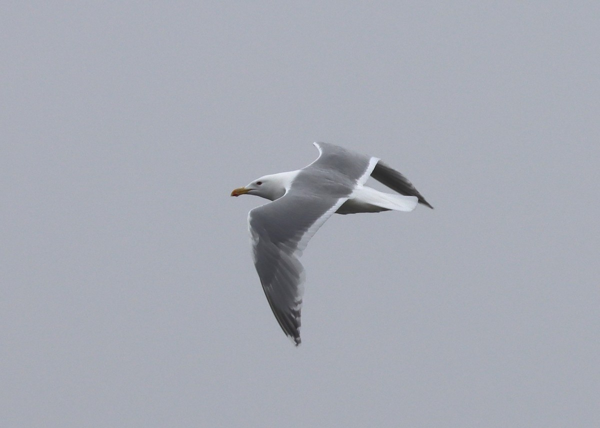 Gaviota Argéntea x de Bering (híbrido) - ML579650501