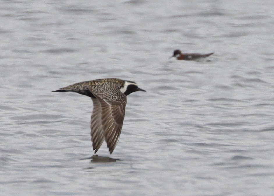 Pacific Golden-Plover - Alan Kneidel