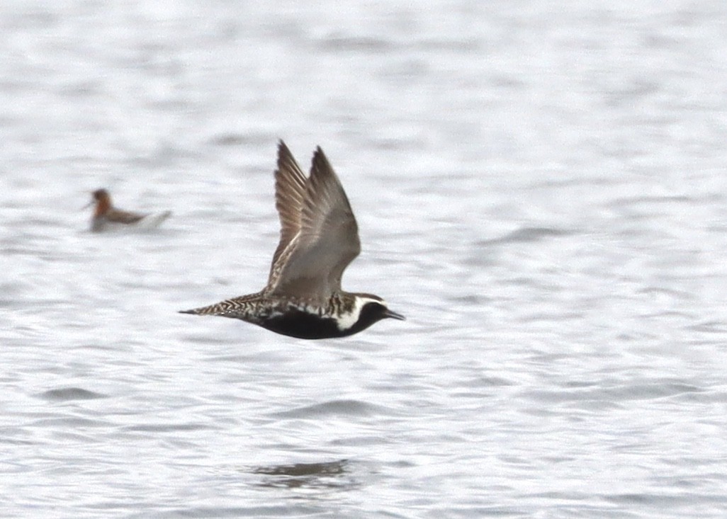 Pacific Golden-Plover - ML579650781