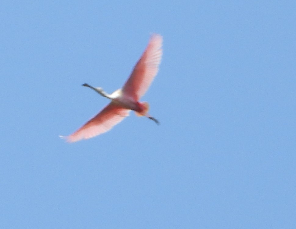 Roseate Spoonbill - ML579650881