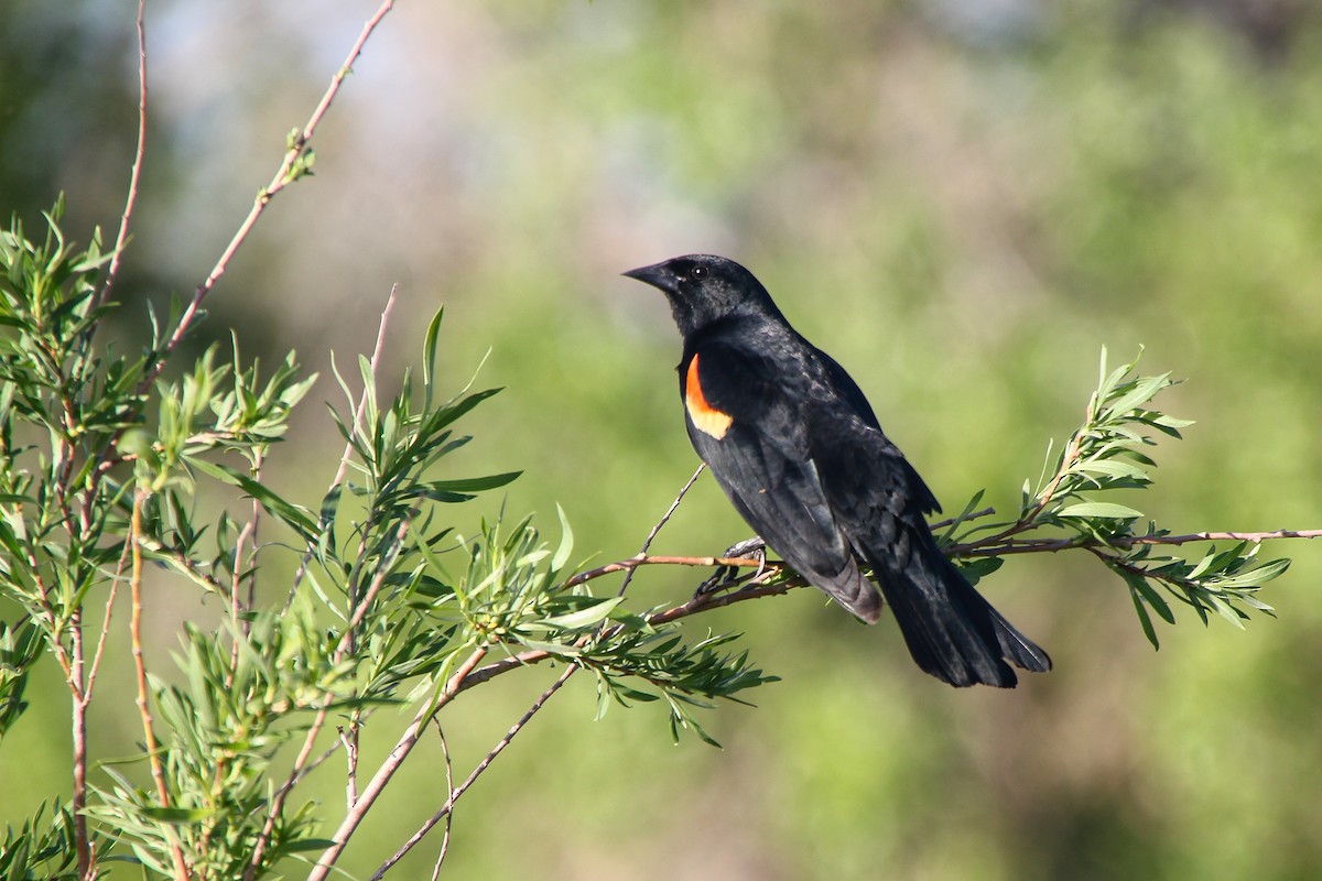 Red-winged Blackbird - ML579650981