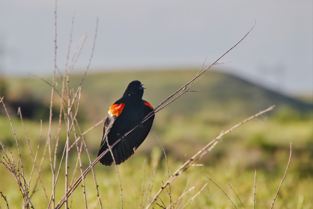 Red-winged Blackbird - ML579651161