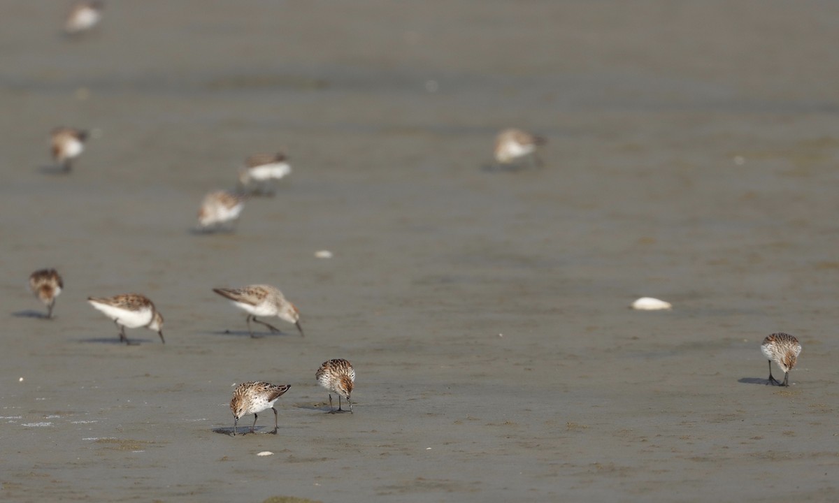 Bergstrandläufer - ML579651341